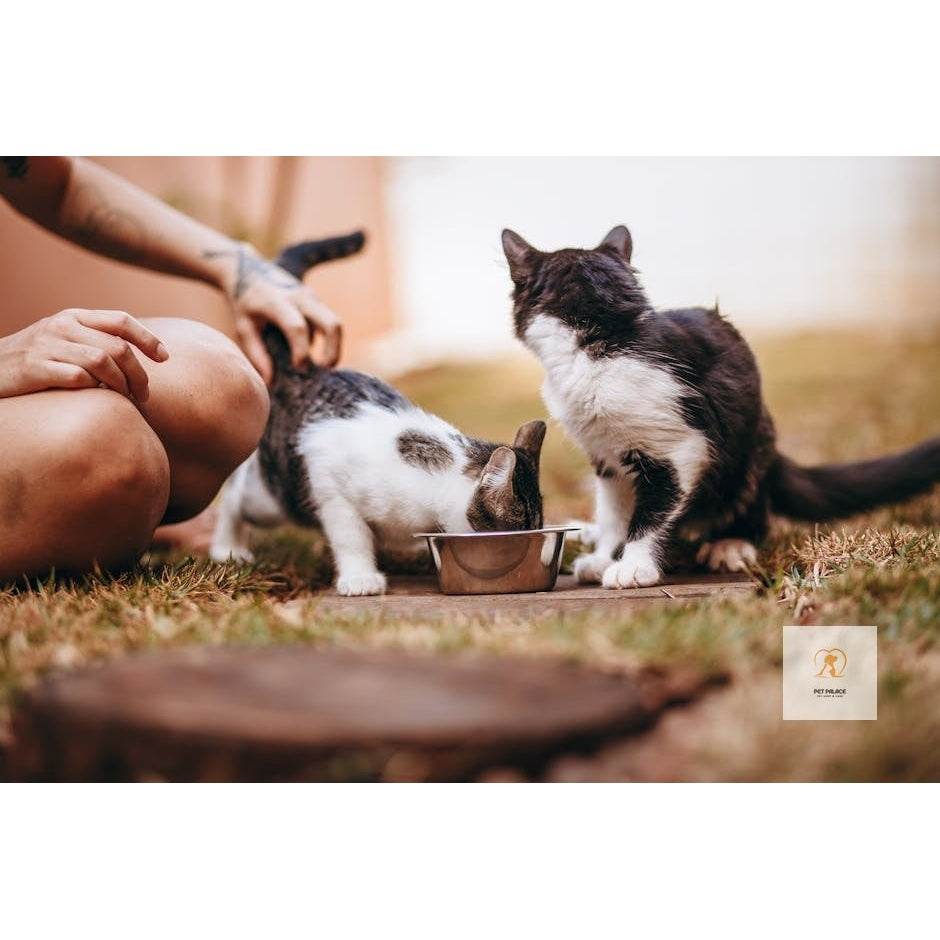 Automatic Cat Feeder Showdown: Which One Reigns Supreme? - Pet palace shop