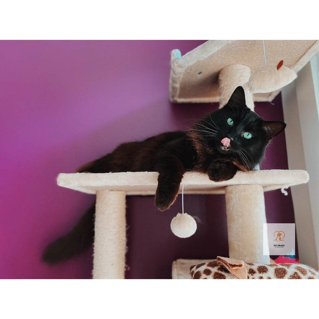 Finding the Perfect Cat Tree for Your Large Feline Friend - Pet palace shop