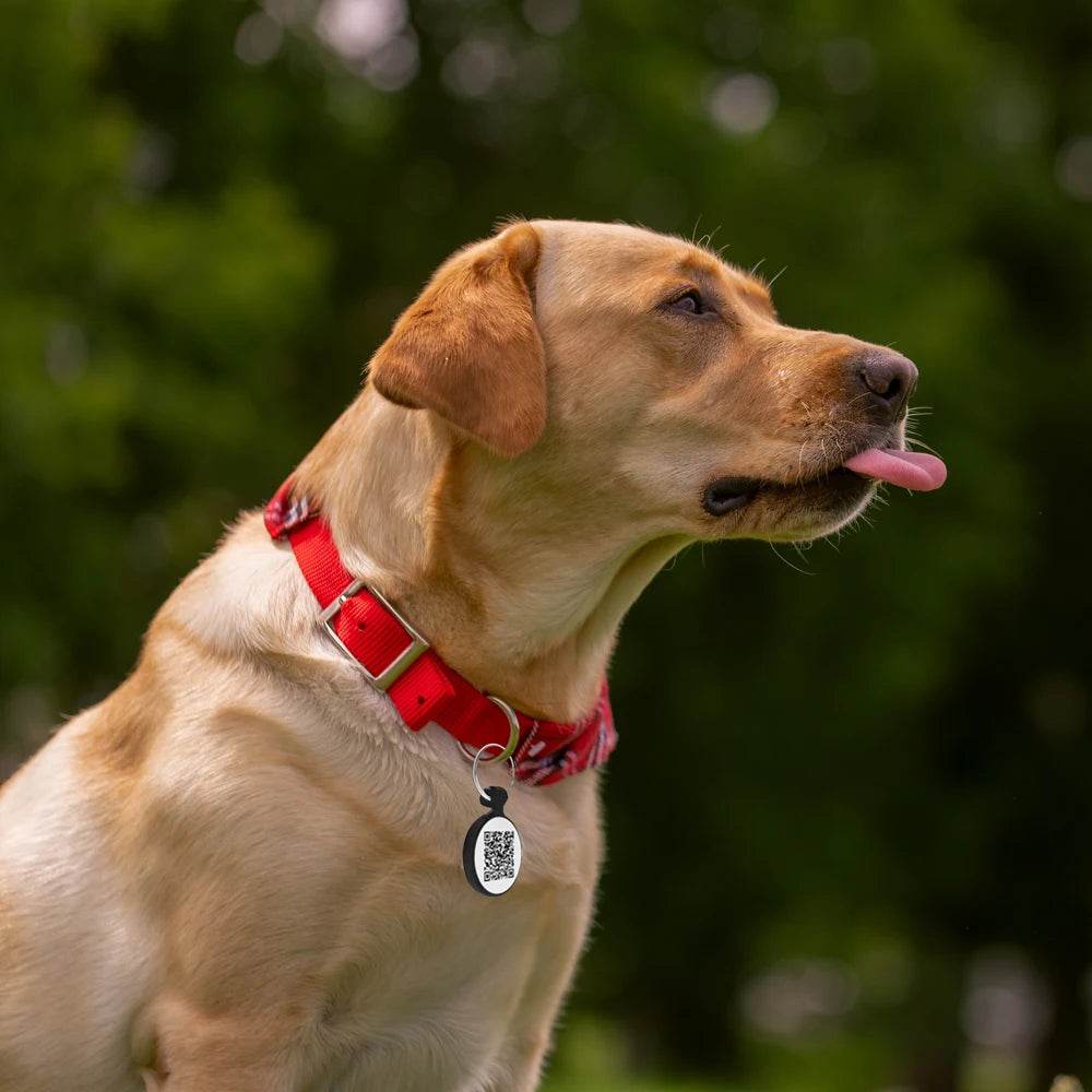 Easy ways to teach your dog tricks - Pet palace shop