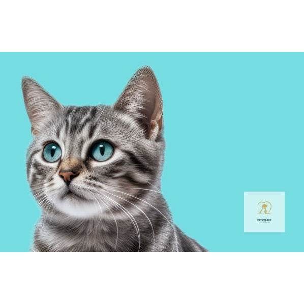 Deciphering your cat’s language - Pet palace shop