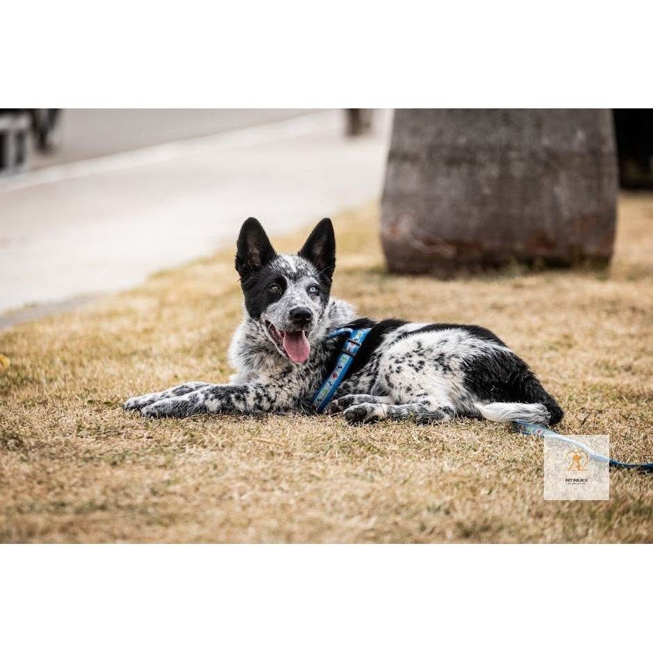 Strong and Sturdy: Best Heavy Duty Dog Leashes for Big Dogs - Pet palace shop