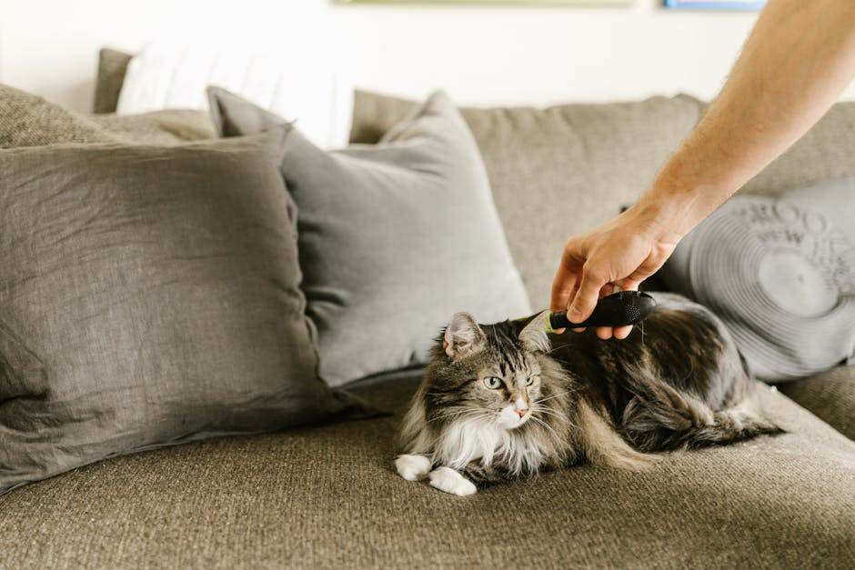 Kitten Grooming 101: Choosing the Best Brushes - Pet palace shop