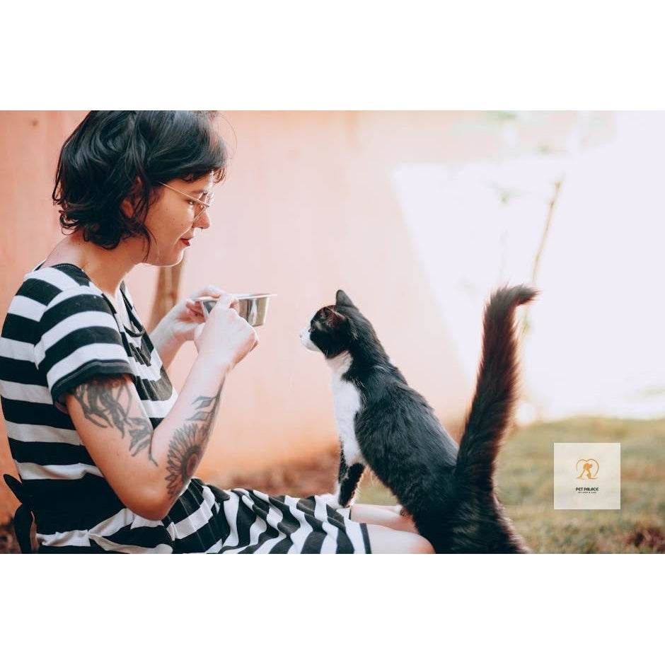 Top 5 Electronic Pet Feeders Reviewed - Pet palace shop