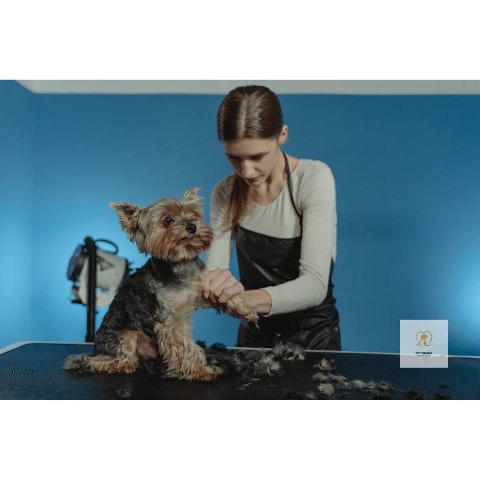 Vacuum Your Way to a Cleaner Pet: Best Dog Grooming Vacuums - Pet palace shop