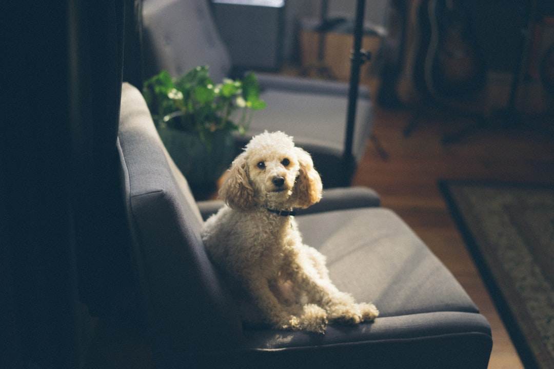 Fur-Free Furniture: Best Dog Hair Removers for Sofas - Pet palace shop