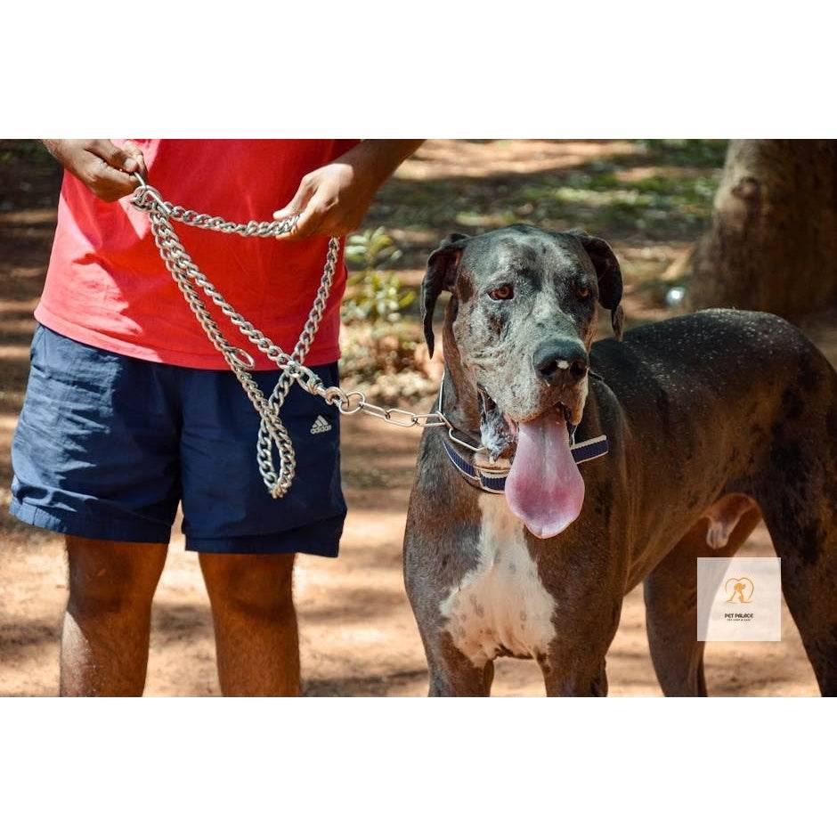 Thick Metal Dog Leashes: The Ultimate Guide for Large Dogs - Pet palace shop