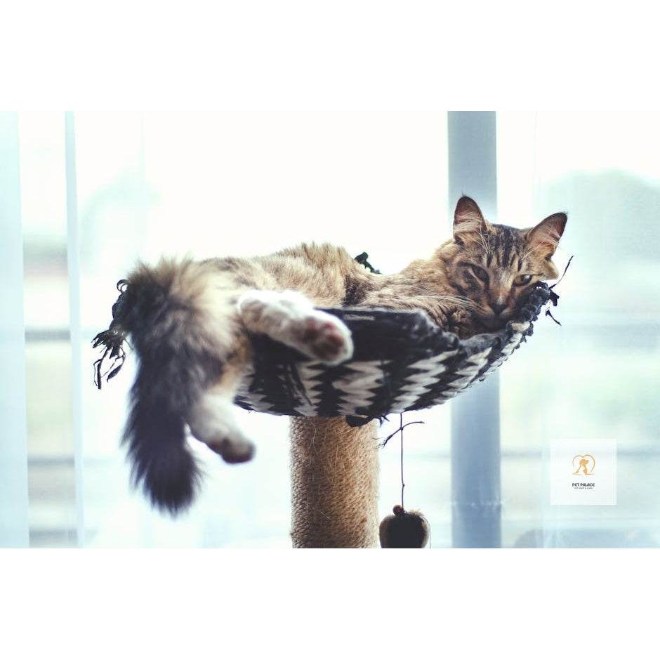 The Best Cat Trees According to Pet Owners - Pet palace shop