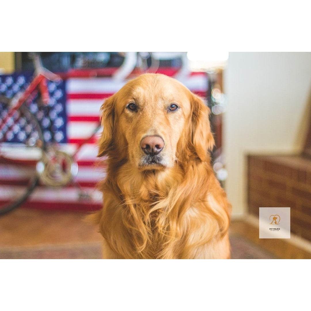 All Natural Dog Food: The Best Brands for Your Canine - Pet palace shop