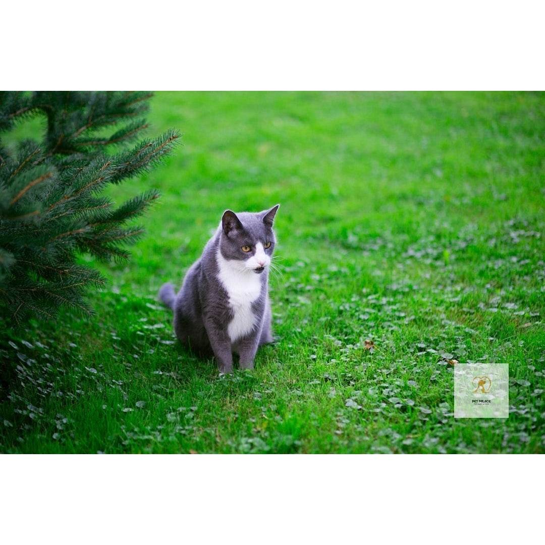 Top Affordable Cat Trees: Great Deals for Your Feline - Pet palace shop