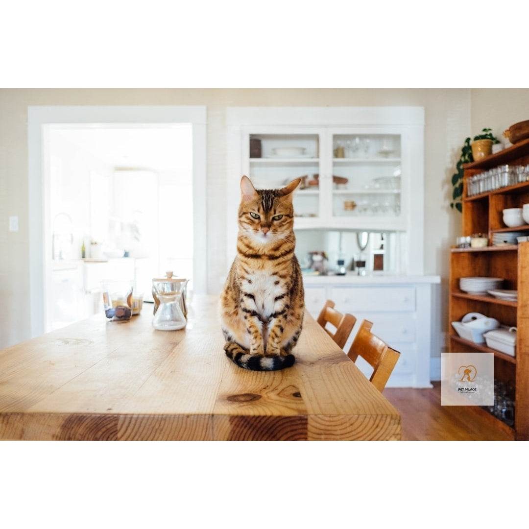 Luxury Cat Trees: Artistic Designs for Your Feline Friend - Pet palace shop